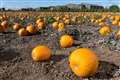 Pumpkin grower says there is ‘full availability’ despite summer heatwave