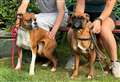‘Why is everyone dumping boxer dogs?’