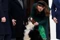 Irish president’s dog Brod dies at the age of 11