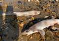 Dozens of dead sharks wash up on beach