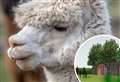 Alpacas and pool would put glamping site on map