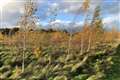 Government pledges to treble England tree planting to tackle climate crisis