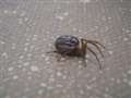 Venomous false widow spider