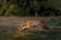 Conservationists hail ‘remarkable comeback’ of tigers in five countries