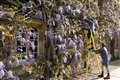 Wisteria more than 100 years old in bloom at University of Cambridge