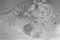 ‘Cubcam’ captures first moments after rare tiger born at London Zoo