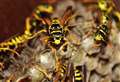 Terrified families flee angry swarm of wasps