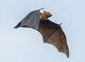 Property firm charged with destroying bat habitat