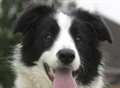 Dogs at risk from fatal virus, warn vets