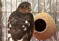 Sparrowhawk rescued after flying into flats