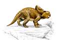 Study sheds light on how sheep-sized dinosaur developed ‘huge’ neck frill