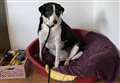 This dog has spent 10 years in a rescue centre, can you help?