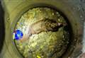 Dog rescued from drain after getting lost in sewer system