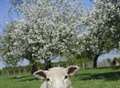 Marsh sheep to cross London Bridge