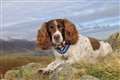 Spaniel honoured for virtual therapy work