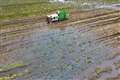 Supermarket accepts smaller vegetables in bid to help flood-hit farmers