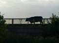 Trains cancelled as cows end up on tracks