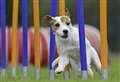 Keep active with your dog this autumn