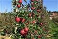 Fruit picker fears for UK's largest apple and pear grower