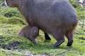 Zoo celebrates arrival of capybara pups during ‘perfect’ weather