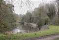 Trees at country park must be felled for safety reasons