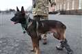 ‘Really special’ amputee dog honoured for braving Al Qaeda gunfire