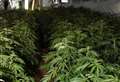 Huge cannabis farm found with 2,000 plants