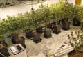 More than 35 mature cannabis plants seized