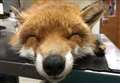 'Lovely-natured' rescue fox dies