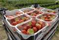 Wimbledon strawberries donated to school