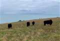 Cows to return to graze on historic land