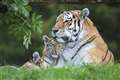 ‘Great sadness’ as zookeepers say goodbye to tiger mother