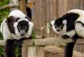 Meet the lemurs at a Kent wildlife park for International Primate Day