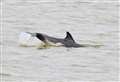 ‘Dolphins’ captured swimming in river near town pier
