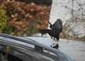 Flippin' peck! Bird attacks his own reflection