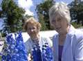 Delphiniums are riot of colour