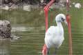 Flamingo chick reared by parents at zoo for first time