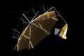 UK-built satellite to measure carbon stored by the world’s forests