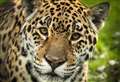 Jaguar Sofia dies aged 20