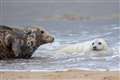 Couple fined by police for driving more than 120 miles to view seal colony