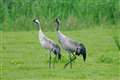 UK crane population rises to new high as once-lost species stages comeback