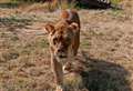 Tragedy as park lion dies after giving birth