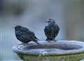 Starling populations plummet