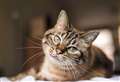 Microchipping for cats becomes compulsory 
