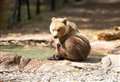 Orphaned bear finds new family at wildlife park