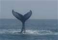 Huge whale filmed off Kent coast 