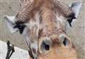 Giraffe dies after park accident 