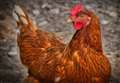 Birds go into lockdown by law as avian flu outbreaks continue 