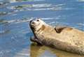 One month in river for stranded seal