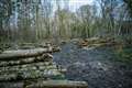 ‘Real threat’ of importing new tree diseases as devastating as ash dieback